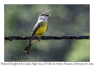 Tropical Kingbird & Cicada