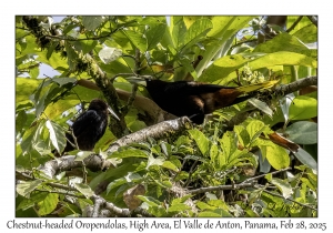 Chestnut-headed Oropendolas
