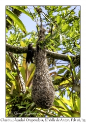 Chestnut-headed Oropendola