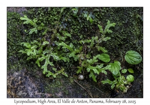 Lycopodium