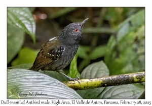 Dull-mantled Antbird male