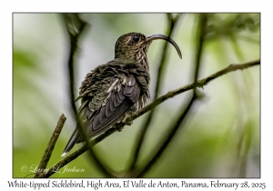White-tipped Sicklebill