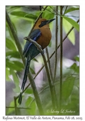 Rufous Motmot