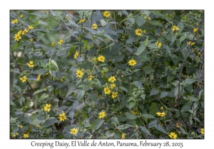 Creeping Daisy