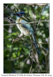 Lesson's Motmot