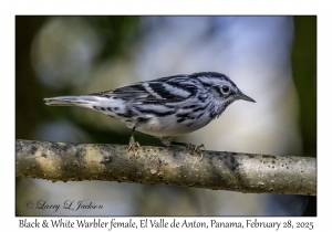 Black & White Warbler female