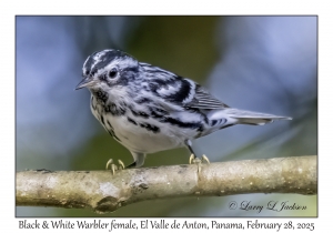 Black & White Warbler female