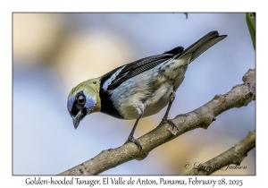 Golden-hooded Tanager