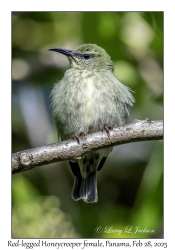 Red-legged Honeycreeper female