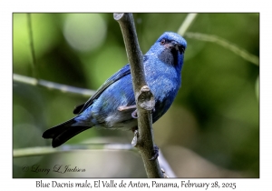 Blue Dacnis male