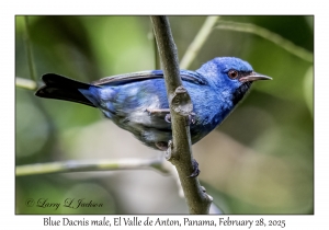 Blue Dacnis male