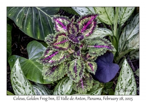 Coleus