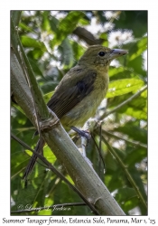 Summer Tanager female