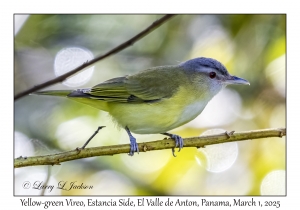 Yellow-green Vireo