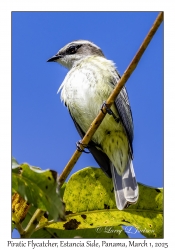 Piratic Flycatcher