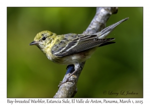 Bay-breasted Warbler