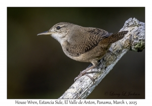 House Wren