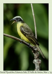 Social Flycatcher