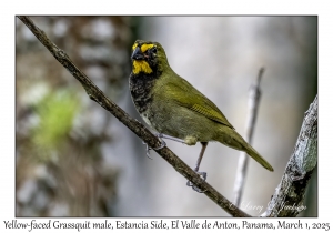 Yellow-faced Grassquit male