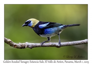 Golden-hooded Tanager