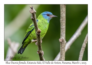 Blue Dacnis female