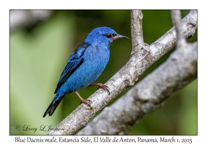 Blue Dacnis male