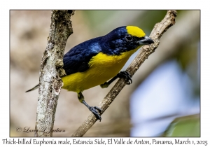 Thick-billed Euphonia male