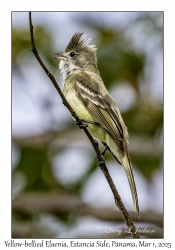 Yellow-bellied Elaenia
