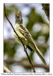 Yellow-bellied Elaenia