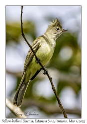 Yellow-bellied Elaenia