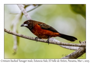 Crimson-backed Tanager female