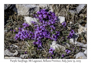 Purple Saxifrage