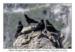 Alpine Choughs