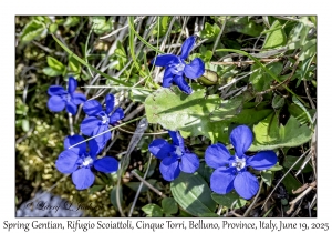 Spring Gentian