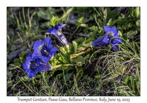 Trumpet Gentians