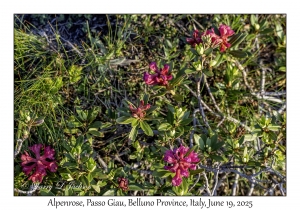 Alpenrose