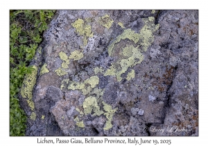 Lichen