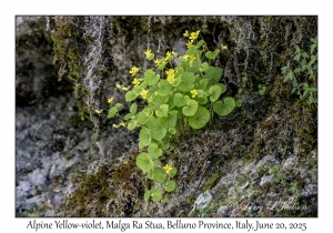 Alpine Yellow-violet