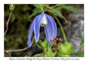 Alpine Clematis