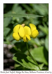 Birds-foot Trefoil