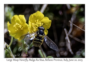 Large Wasp Hoverfly