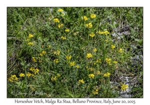 Horseshoe Vetch