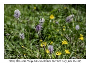 Hoary Plantain