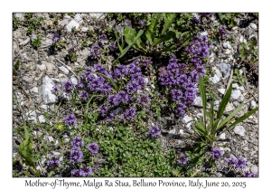 Mother-of-Thyme