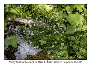 Mossy Sandwort