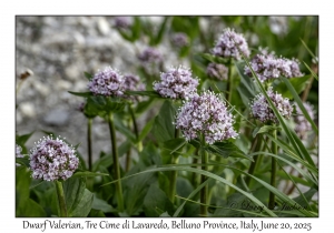 Dwarf Valerian