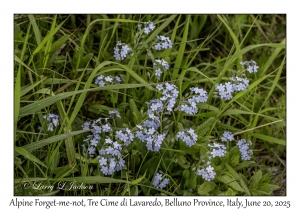 Alpine Forget-me-not
