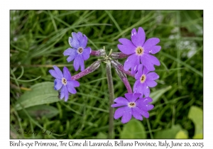 Bird's-eye Primrose