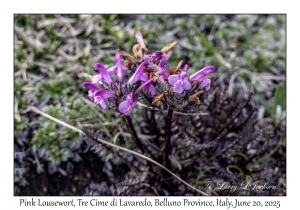 Pink Lousewort
