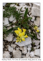 Kidney Vetch
